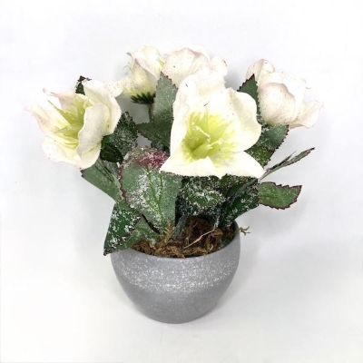 Frosted Helebore 18cm