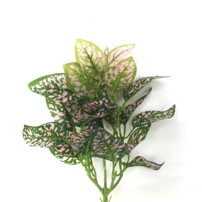 Green Polka Dot Plant Foliage 37cm