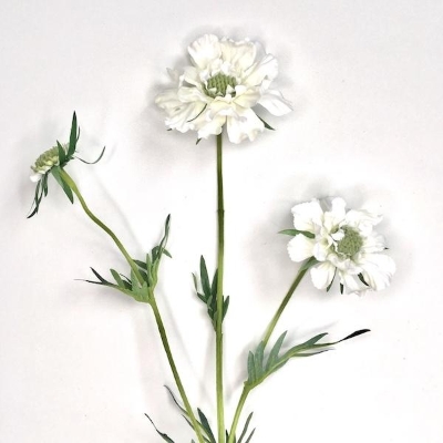 Ivory Scabious 73cm
