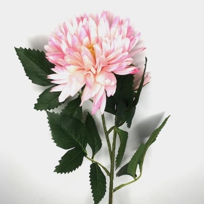 White-Pink China Aster 60cm