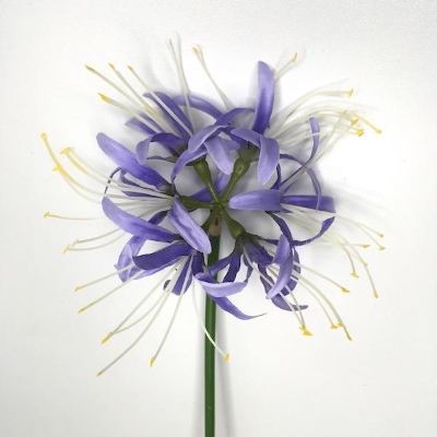 Lavender Spider Lily 64cm