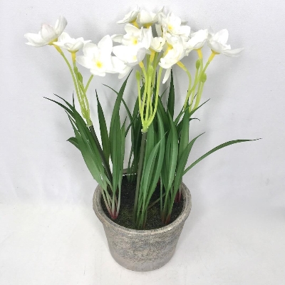 White Mini Daffodil in Pot 27cm