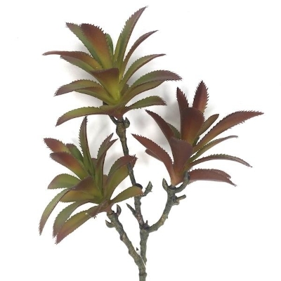 Madagascar Succulent Stem 50cm