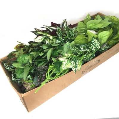 48 x Assorted Foliage Bush