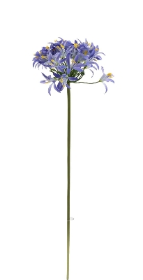 Blue Agapanthus 80cm