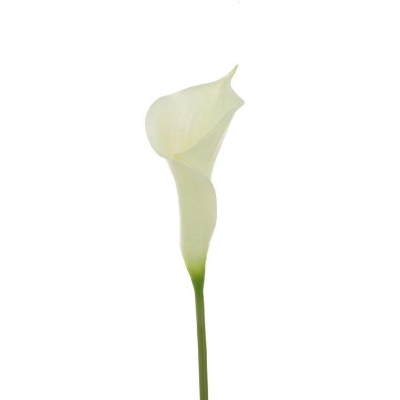 Ivory Calla Lily 60cm