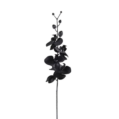 Black Orchid 90cm