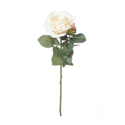 Ivory Ireland Rose 66cm