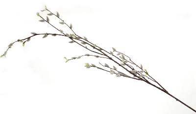 Pussy Willow 135cm