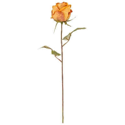 Honey Dry Rose 46cm