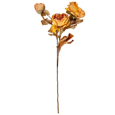 Honey Dry Peony 68cm