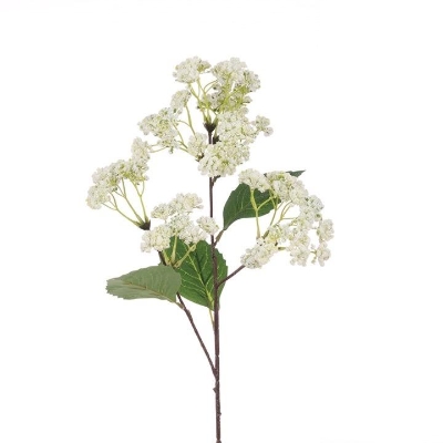 White Riceflower 70cm