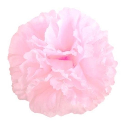 Baby Pink Carnation Picks x 144