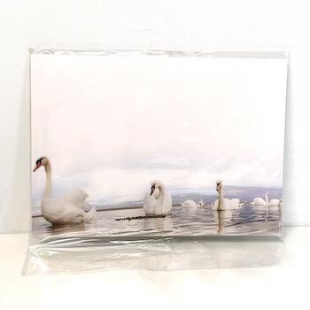 Florist Cards Plain Swans x 6