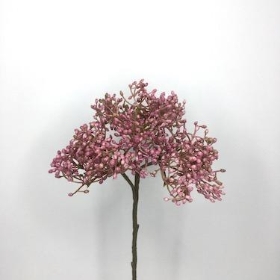 Elderberry