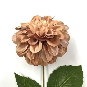 Caramel Zinnia 44cm