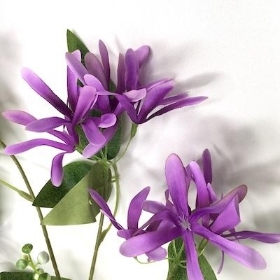 Lilac Honeysuckle 70cm