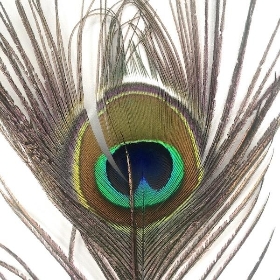 Peacock Feather 100cm
