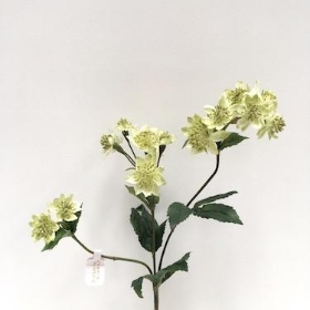 Green Astrantia 48cm