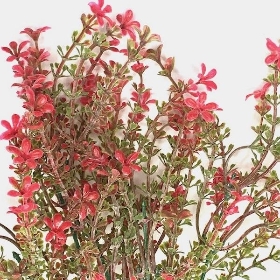 48 x Assorted Flowering Heather Bush 35cm