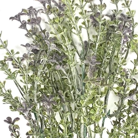 Lilac Flowering Heather Bush 35cm