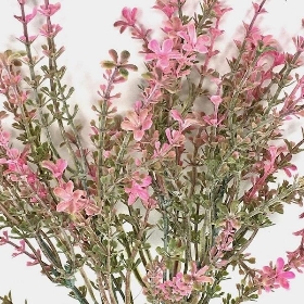 Pink Flowering Heather Bush 35cm