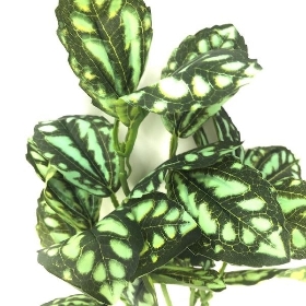 Gren Pilea Cadierei Foliage 35cm