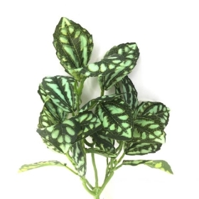 Gren Pilea Cadierei Foliage 35cm