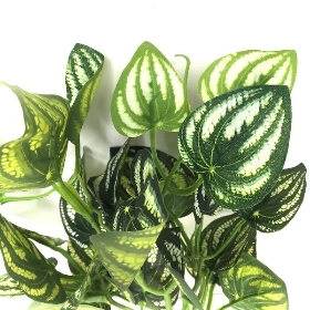 Green Peperomia Foliage 36cm