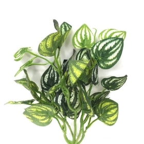 Green Peperomia Foliage 36cm