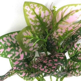 Green Polka Dot Plant Foliage 37cm