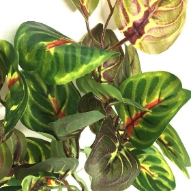 Green Maranta Leaf Foliage 35cm