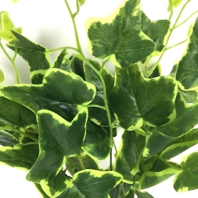 48 x Assorted Foliage Bush