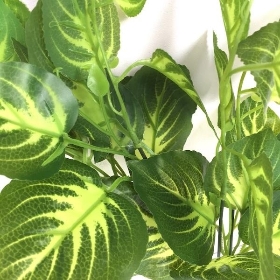 Green Dumb Cane Foliage 43cm
