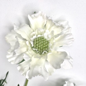 Ivory Scabious 73cm