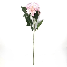 White-Pink China Aster 60cm