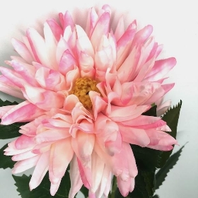 White-Pink China Aster 60cm