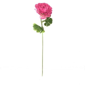 Cerise Ranunculus 55cm