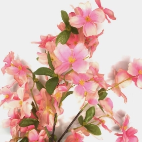 Green-Pink Dogberry 90cm
