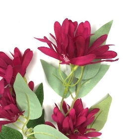 Burgundy Honeysuckle 75cm