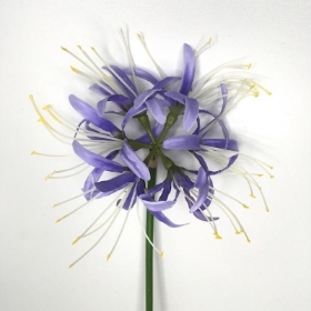 Lavender Spider Lily 64cm
