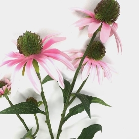 Light Pink Rudbeckia 73cm