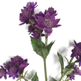 Purple Astrantia 69cm
