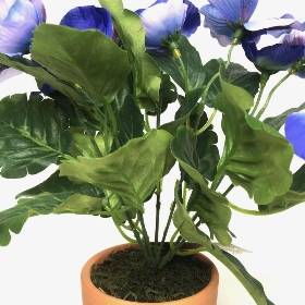Blue Pansy in Ceramic Pot 25cm