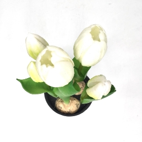 White Tulip in Pot 20cm
