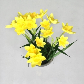 Yellow Mini Daffodil in Pot 27cm