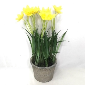 Yellow Mini Daffodil in Pot 27cm