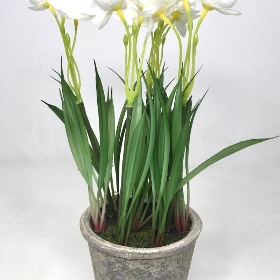 White Mini Daffodil in Pot 27cm