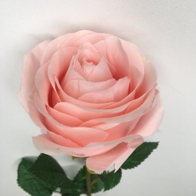 Pale Pink Harper Rose 63cm