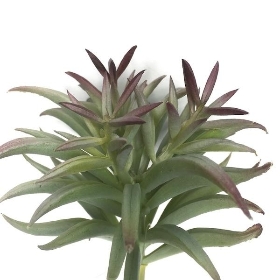 Green Mermaid Tail Succulent Stem 58cm